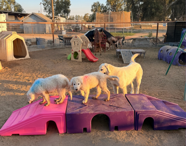 577464588 Available Maremma Puppies