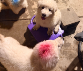 1263151798 Pippin & Nova Litter 5/26