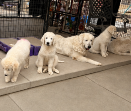 4228621948 Pippin & Nova Litter 5/26