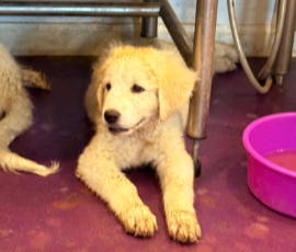 2075194051 Pippin & Marisa Litter 5/26