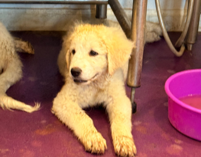 2474462926 Available Maremma Puppies
