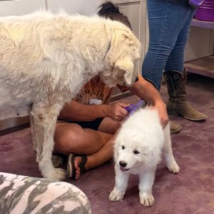 2637716843 Inside Our Maremma Puppy Program