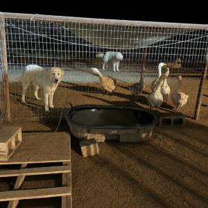 1220548328 Inside Our Maremma Puppy Program