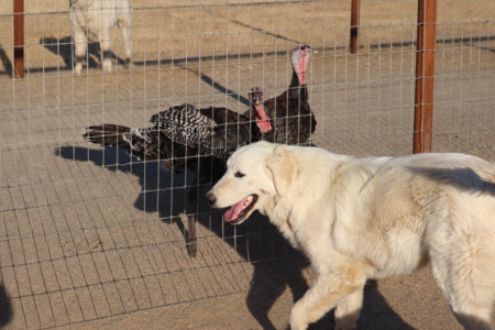 3221833929 Inside Our Maremma Puppy Program