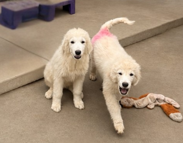 1088934444 Pippin & Nova Litter 5/26