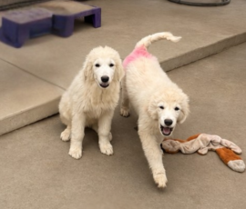 3812335702 Pippin & Nova Litter 5/26