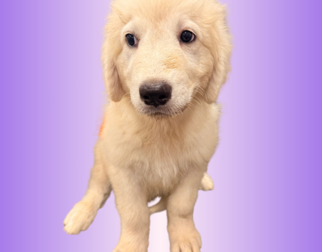 3576659346 Available Maremma Puppies