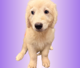 621348621 Pippin & Electra Litter 5/26