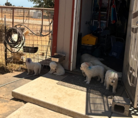 1584318631 Pippin & Nova Litter 5/26