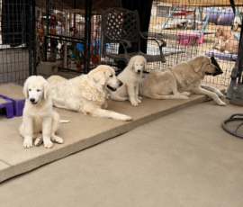 3332546084 Pippin & Nova Litter 5/26