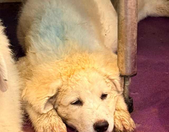 1013058580 Available Maremma Puppies