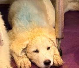 4198576519 Pippin & Nova Litter 5/26