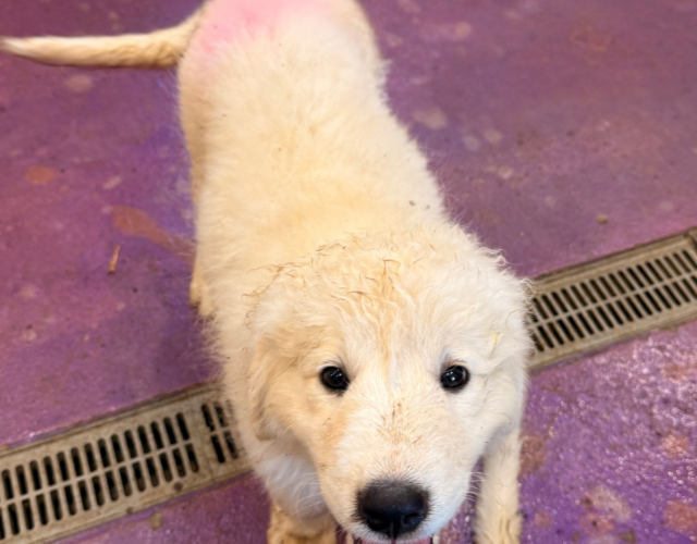 1365921908 Available Maremma Puppies