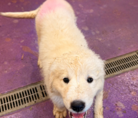 57826313 Pippin & Nova Litter 5/26