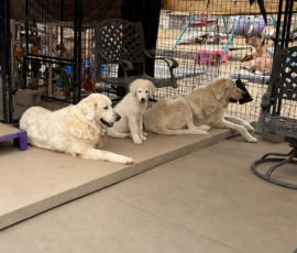 2488142121 Pippin & Nova Litter 5/26