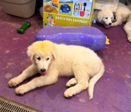 1719233297 Pippin & Marisa Litter 5/26