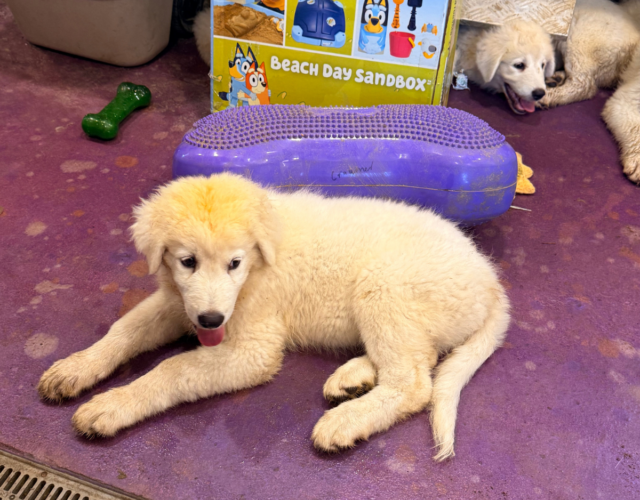 1766368431 Available Maremma Puppies