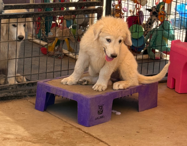 2368804270 Available Maremma Puppies
