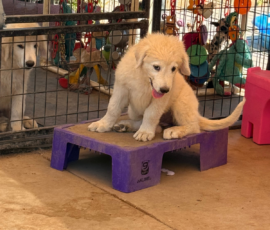 2750619291 Pippin & Electra Litter 5/26
