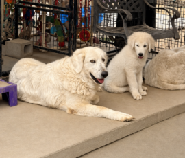2180123667 Pippin & Nova Litter 5/26