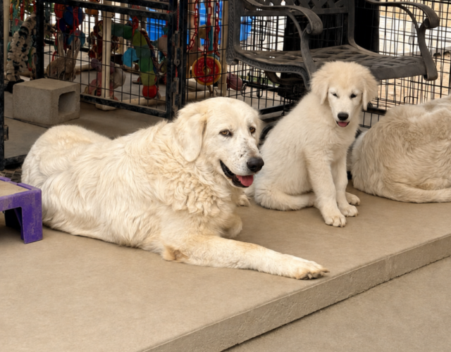 3975976209 Pippin & Nova Litter 5/26