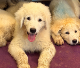 1858416809 Pippin & Nova Litter 5/26