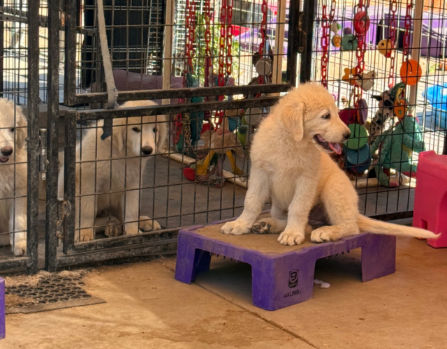1259945417 Available Maremma Puppies
