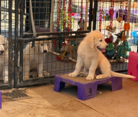 3137653938 Pippin & Electra Litter 5/26