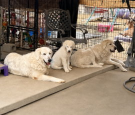 3438971869 Pippin & Nova Litter 5/26
