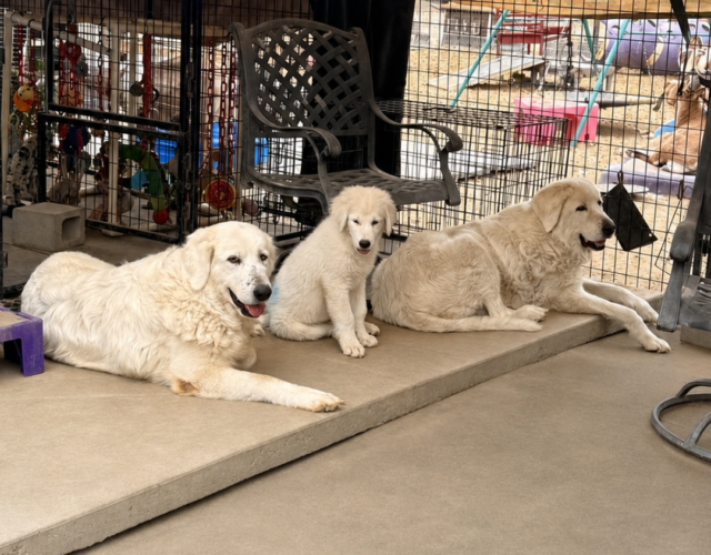 3500635585 Pippin & Nova Litter 5/26