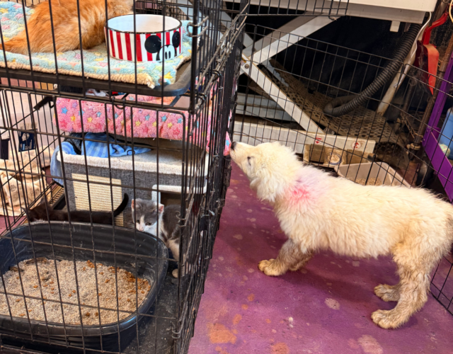 1649501550 Available Maremma Puppies
