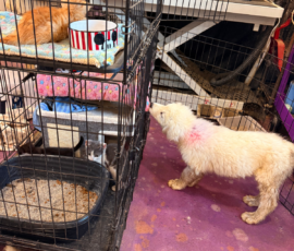 1935106895 Pippin & Electra Litter 5/26