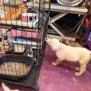 788528128 Inside Our Maremma Puppy Program