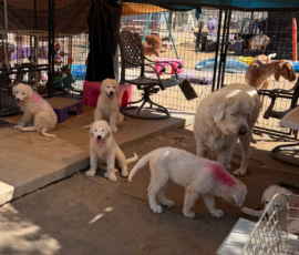 257714895 Pippin & Electra Litter 5/26