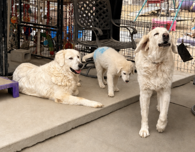 1605006009 Pippin & Nova Litter 5/26
