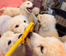 3896148445 Pippin & Nova Litter 5/26