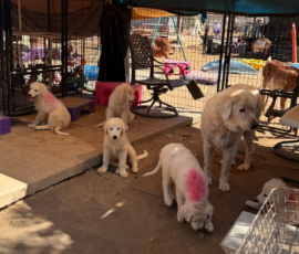 3269785639 Pippin & Electra Litter 5/26