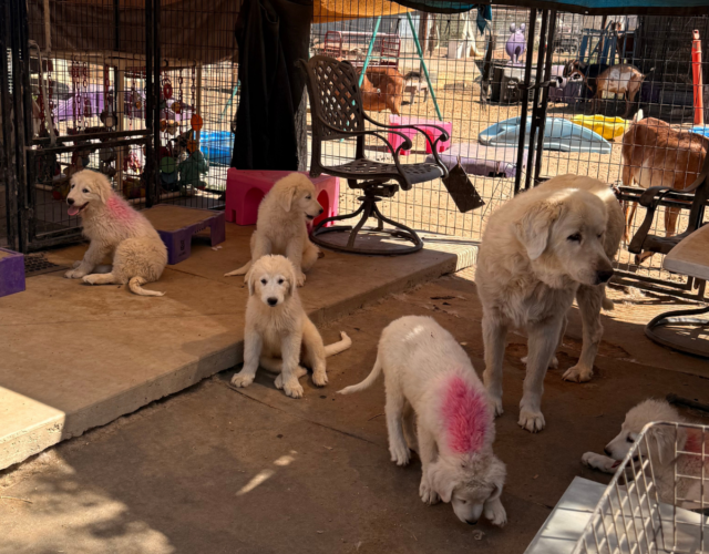 3564159779 Available Maremma Puppies