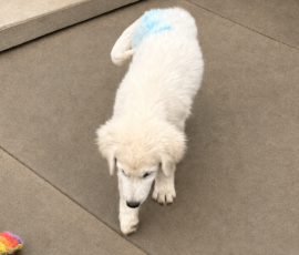 4083115241 Pippin & Nova Litter 5/26