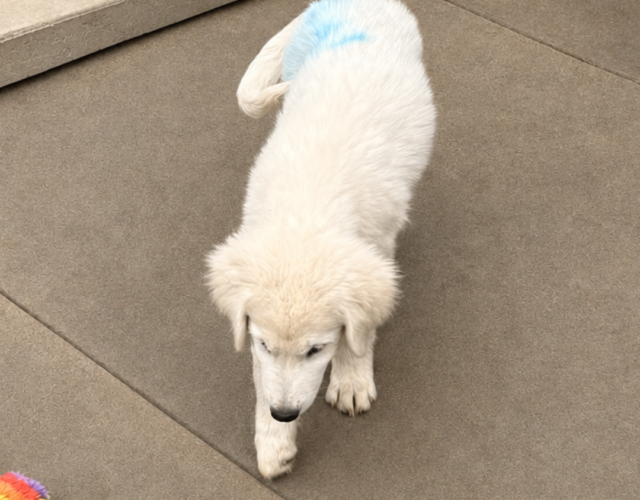 4194929126 Pippin & Nova Litter 5/26
