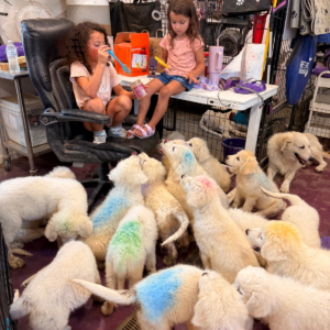 2695800892 Inside Our Maremma Puppy Program