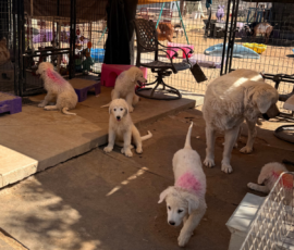 2815333318 Pippin & Electra Litter 5/26