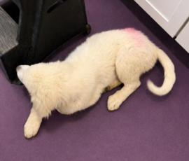1426204112 Pippin & Nova Litter 5/26