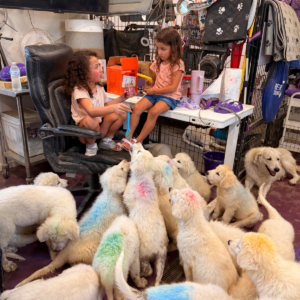 3347744488 Inside Our Maremma Puppy Program