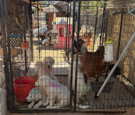 3901355409 Pippin & Nova Litter 5/26