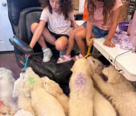 1439817196 Pippin & Nova Litter 5/26