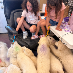 2373901095 Inside Our Maremma Puppy Program
