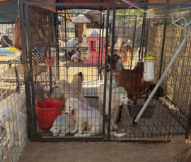 1552217272 Pippin & Nova Litter 5/26
