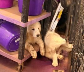 107062103 Pippin & Nova Litter 5/26