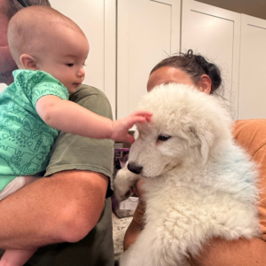 4052969017 Inside Our Maremma Puppy Program